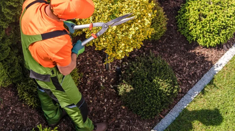 Austin Landscaping: man trimming bushes.