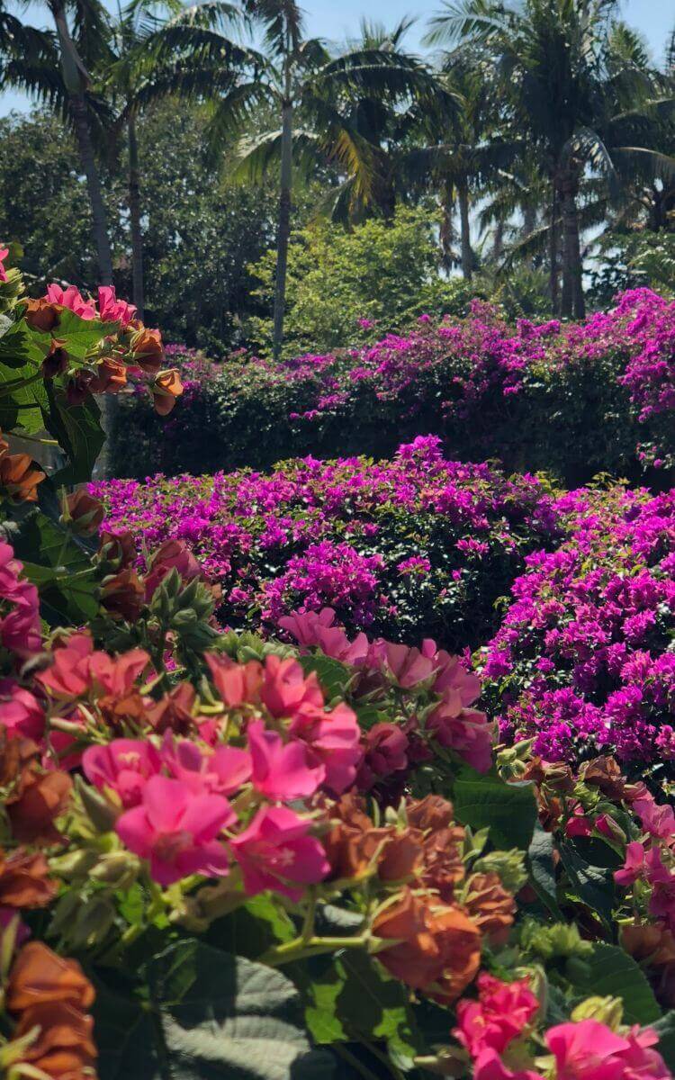 Lush garden filled with vibrant flowers and tropical plants, representing landscaping pictures and exterior landscape design.