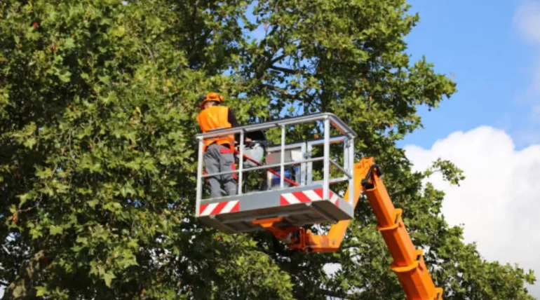 Arborist performing tree lifting service to prepare your trees for Austin's stormy weather.