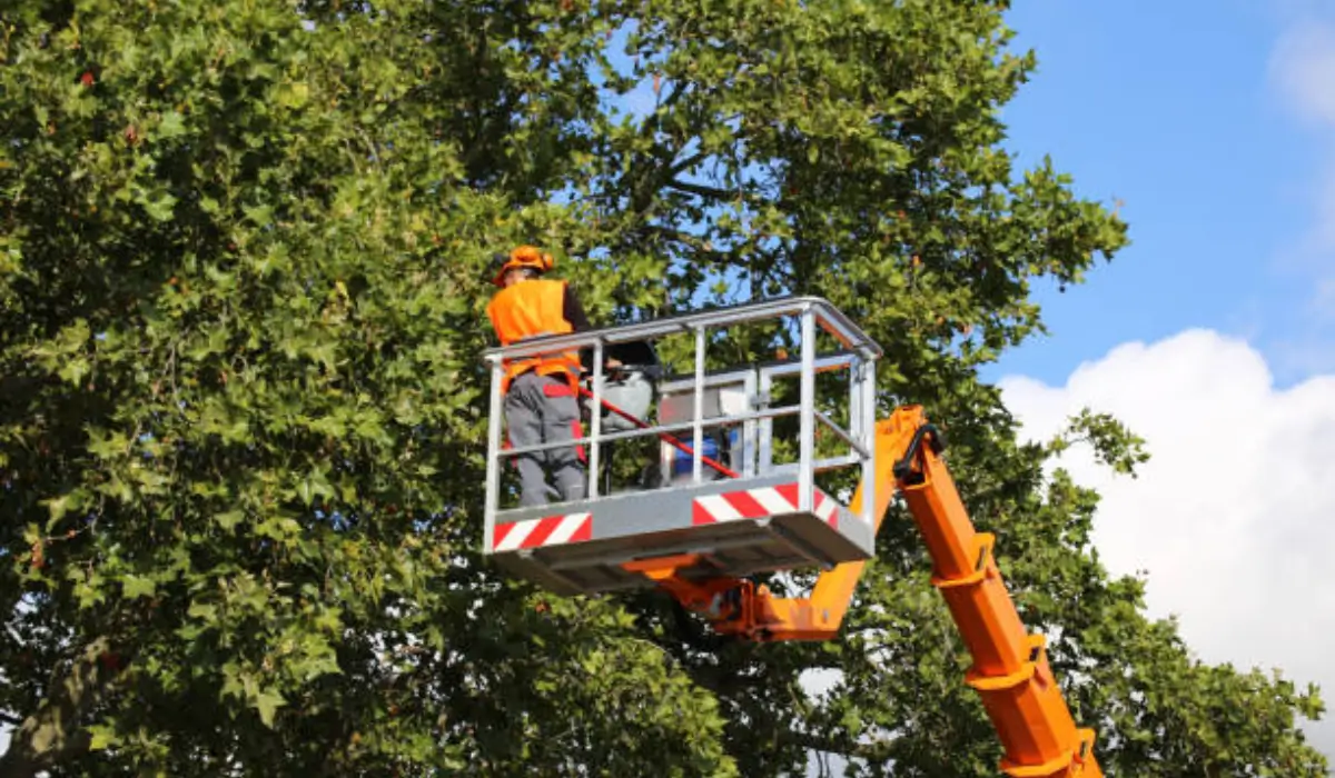 Arborist performing tree lifting service to prepare your trees for Austin's stormy weather.