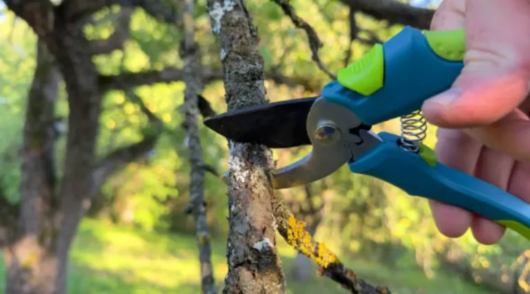 A person using blue and green pruning shears to cut a small tree branch, demonstrating essential tree care techniques.