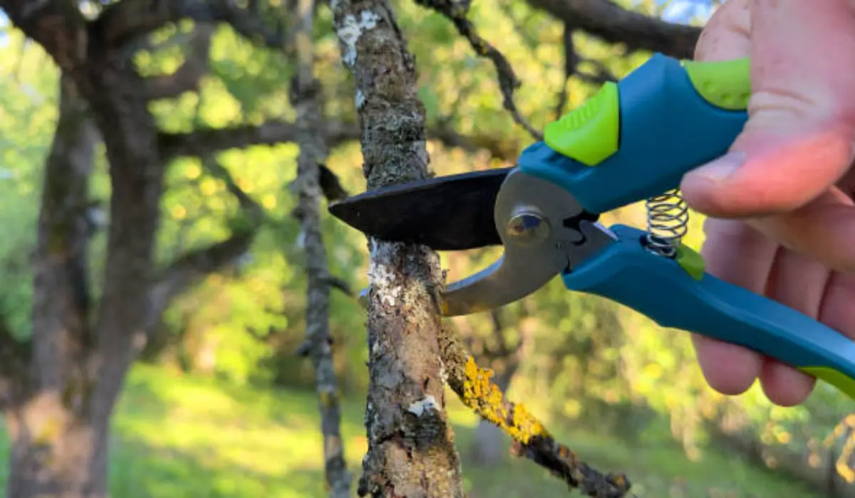 A person using blue and green pruning shears to cut a small tree branch, demonstrating essential tree care techniques.