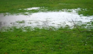 Soggy backyard lawn with standing water after rain due to poor lawn drainage in Austin, Texas.