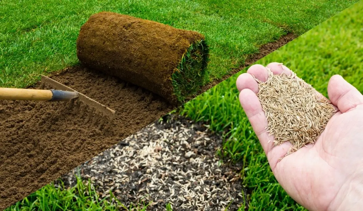 Combination of lawn leveling, topdressing, and overseeding used to restore patchy lawns and promote growth.