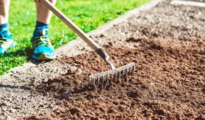 Worker performing lawn leveling with rake and topdressing soil in Austin yard.