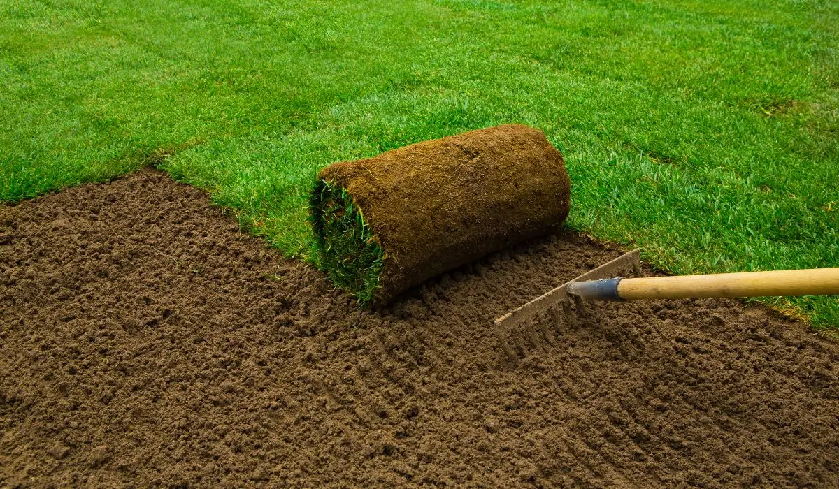 DIY lawn leveling with rake and sod roll on freshly graded soil for backyard grass restoration project.