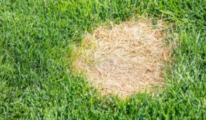 Patchy lawns with dry grass spots needing topdressing and leveling for healthy lawn recovery in Austin.