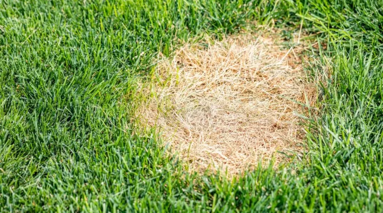 Patchy lawns with dry grass spots needing topdressing and leveling for healthy lawn recovery in Austin.