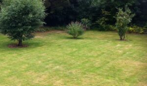 Uneven backyard lawn in Austin showing patchy grass and stressed turf caused by compacted soil beneath the surface.