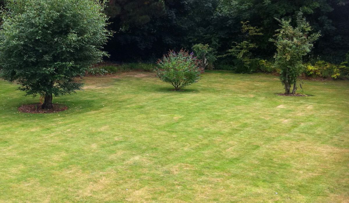 Uneven backyard lawn in Austin showing patchy grass and stressed turf caused by compacted soil beneath the surface.