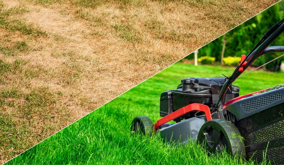 Split image showing the results of a failed DIY lawn leveling attempt above with dry, uneven grass, and a healthy, professionally leveled lawn below with a mower.