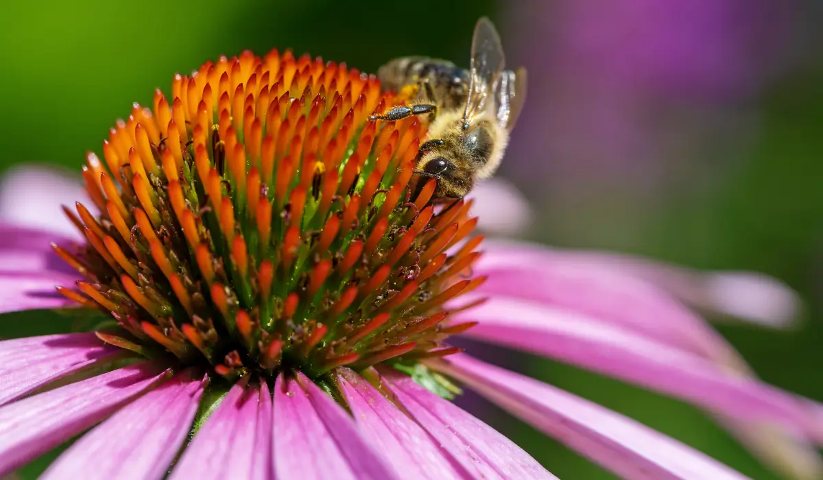 Bee-friendly yards showing pollinator gathering nectar from vibrant purple coneflower in Austin spring garden.